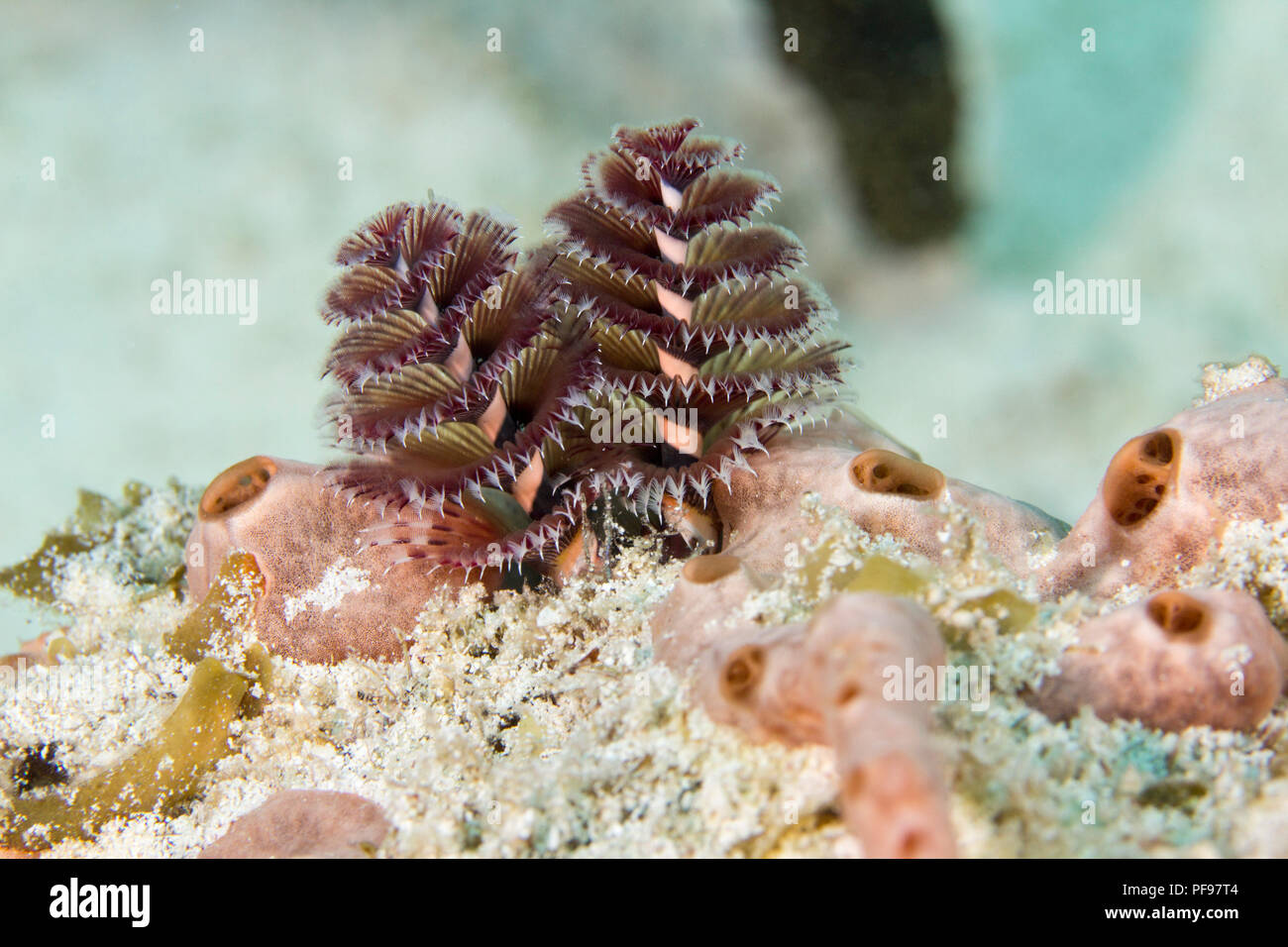 Purple christmas tree worms (Spirobranchus giganteus), Playa del Carmen, Mexico Stock Photo