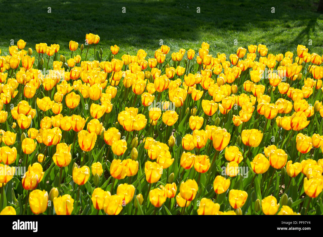Colorful tulip flowers bloom in the spring garden Stock Photo - Alamy
