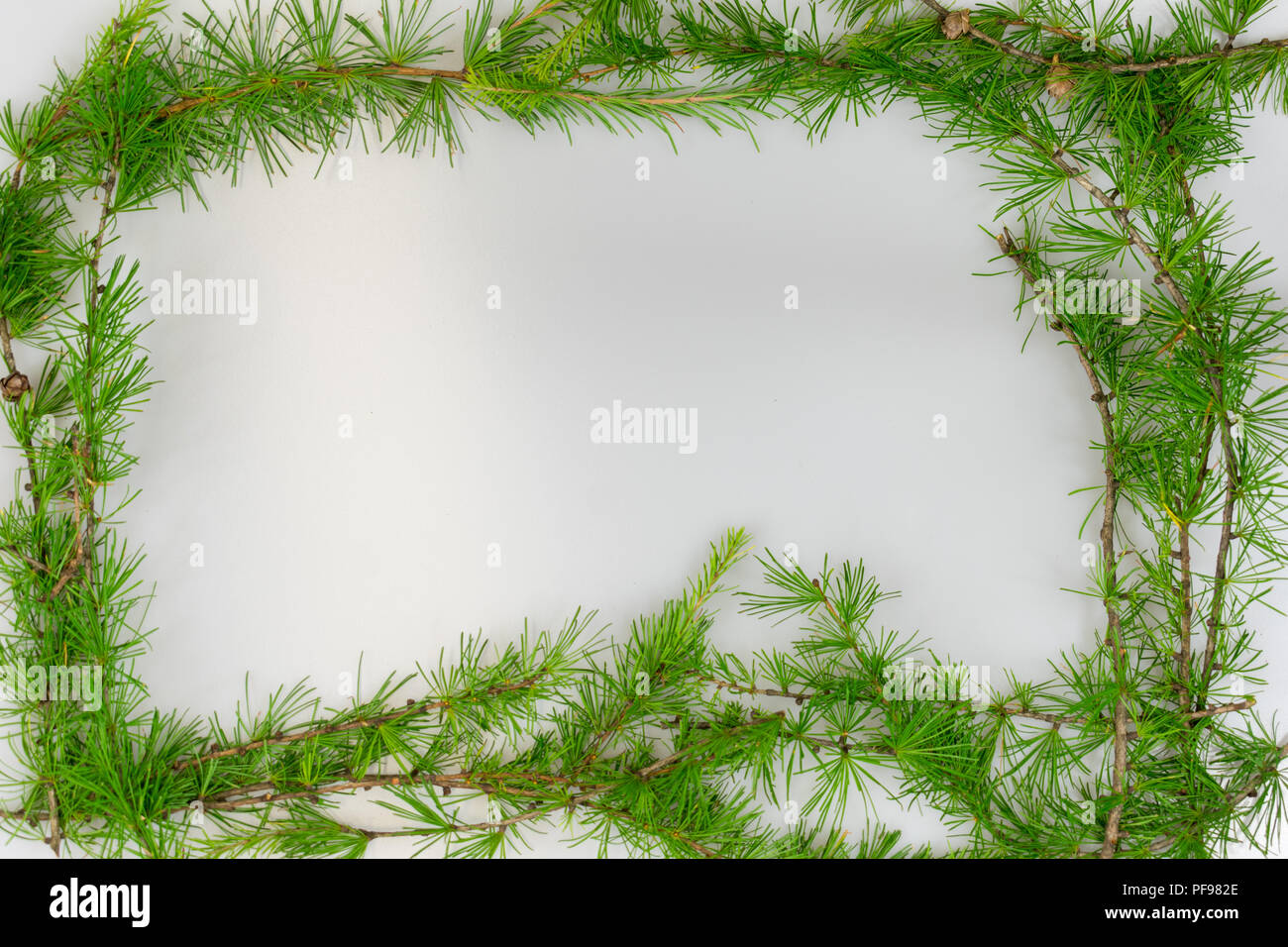 A simple border of Eastern Larch branches with copy space in the middle for your message Stock Photo