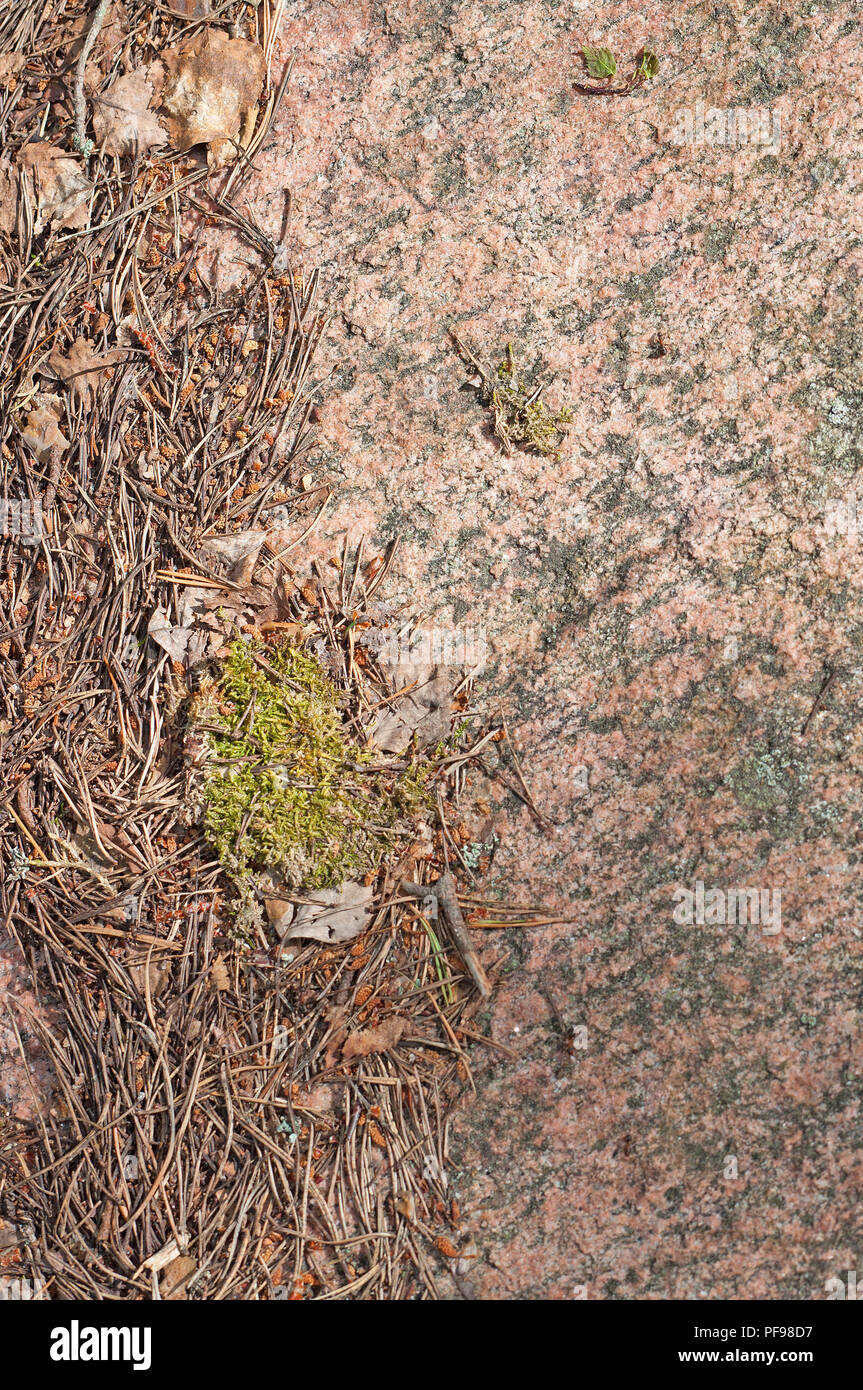 Granite rock with moss and fir needles in Varmland Sweden Stock Photo