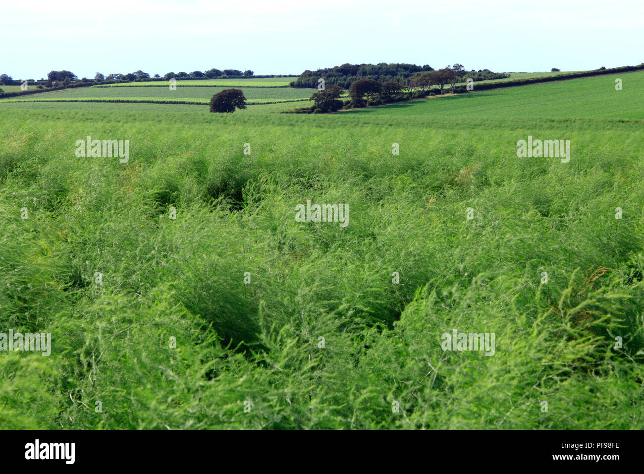 Asparagus, crops,crop, acreage, green landscape, Thornham, North Norfolk, landscape, agriculture, agricultura Stock Photo