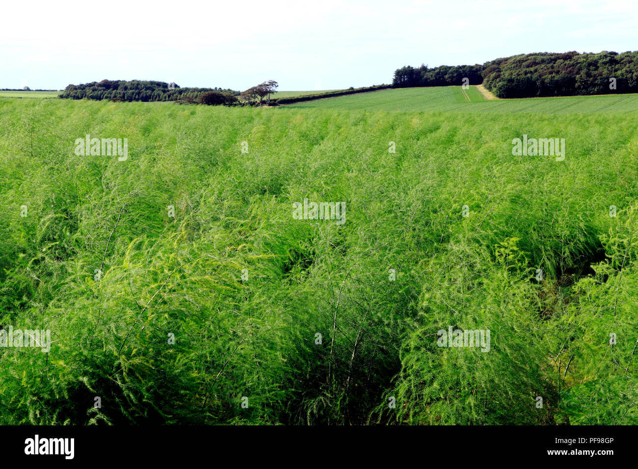 Asparagus, crops,crop, acreage, green landscape, Thornham, North