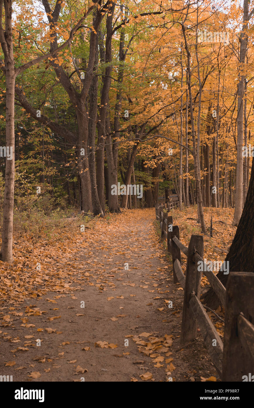 Walking path in an Indiana forest during the Fall Stock Photo