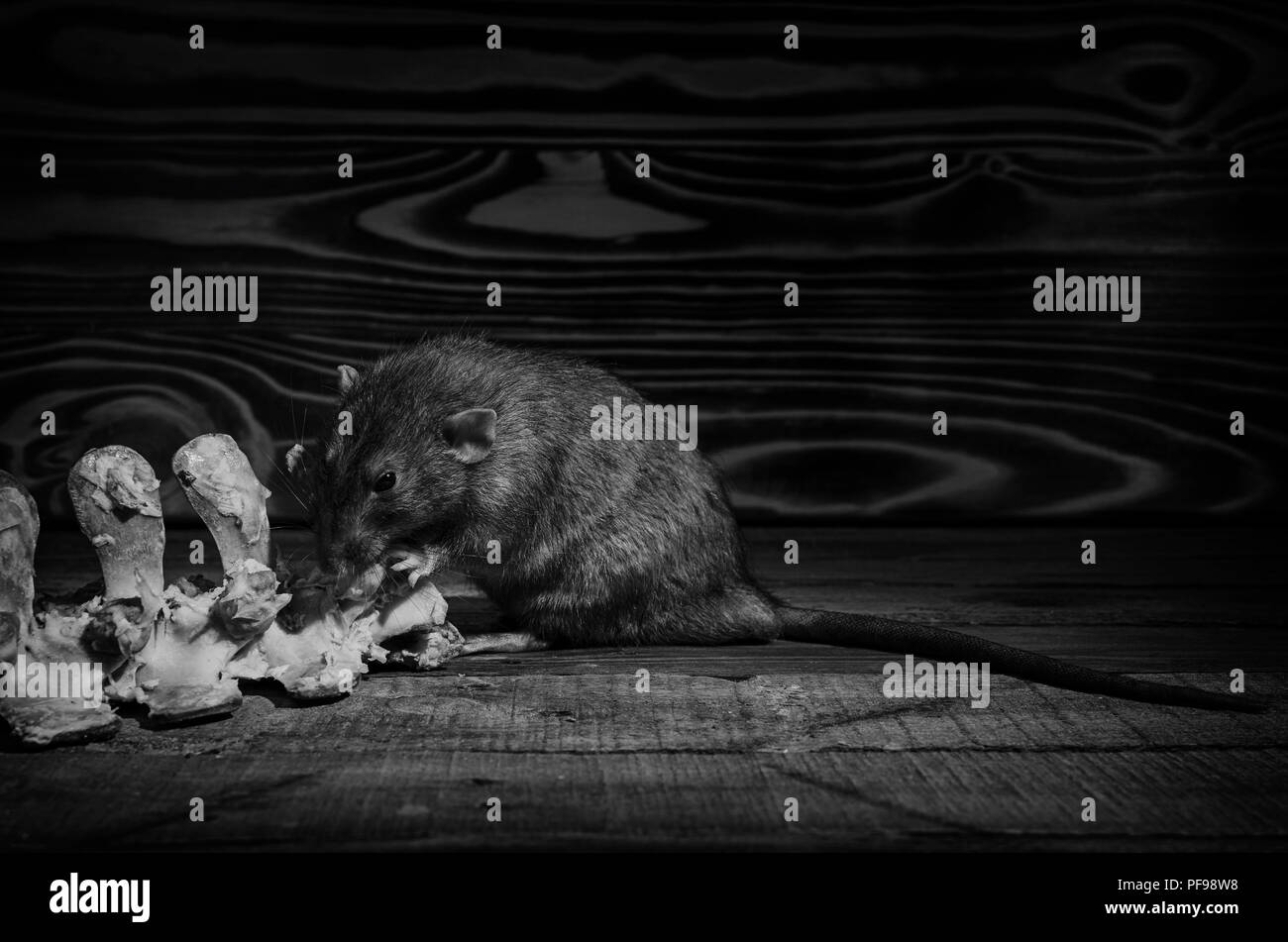 A rat gnaws meat from bones, in black and white Stock Photo - Alamy
