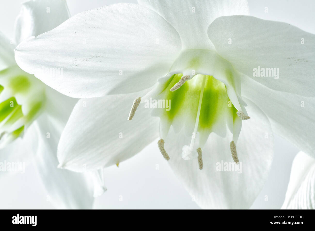 Amazon lily (Eucharis grandiflora). Stock Photo