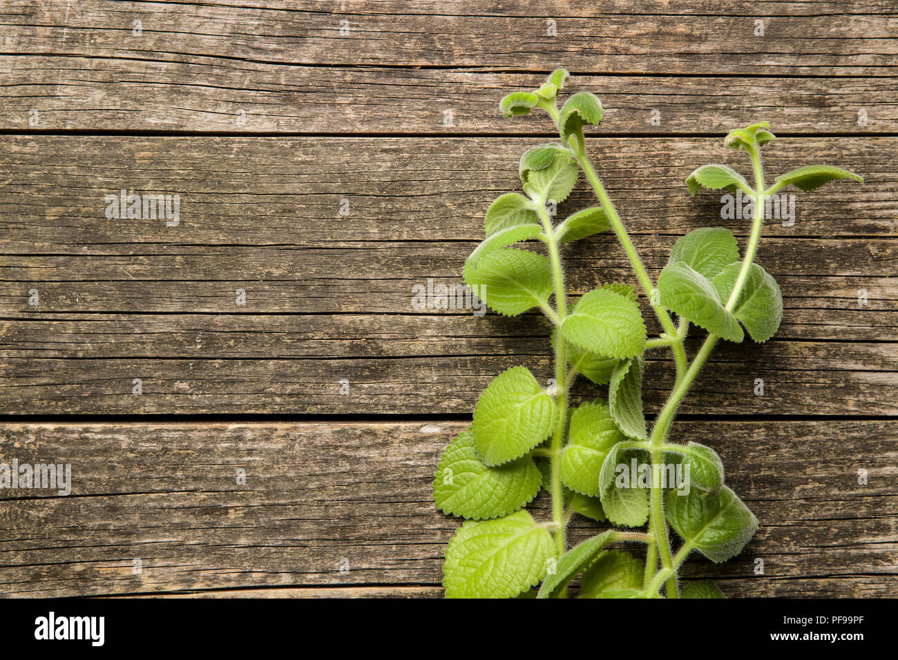 Plectranthus argentatus on wooden table. Silver spurflower. Stock Photo