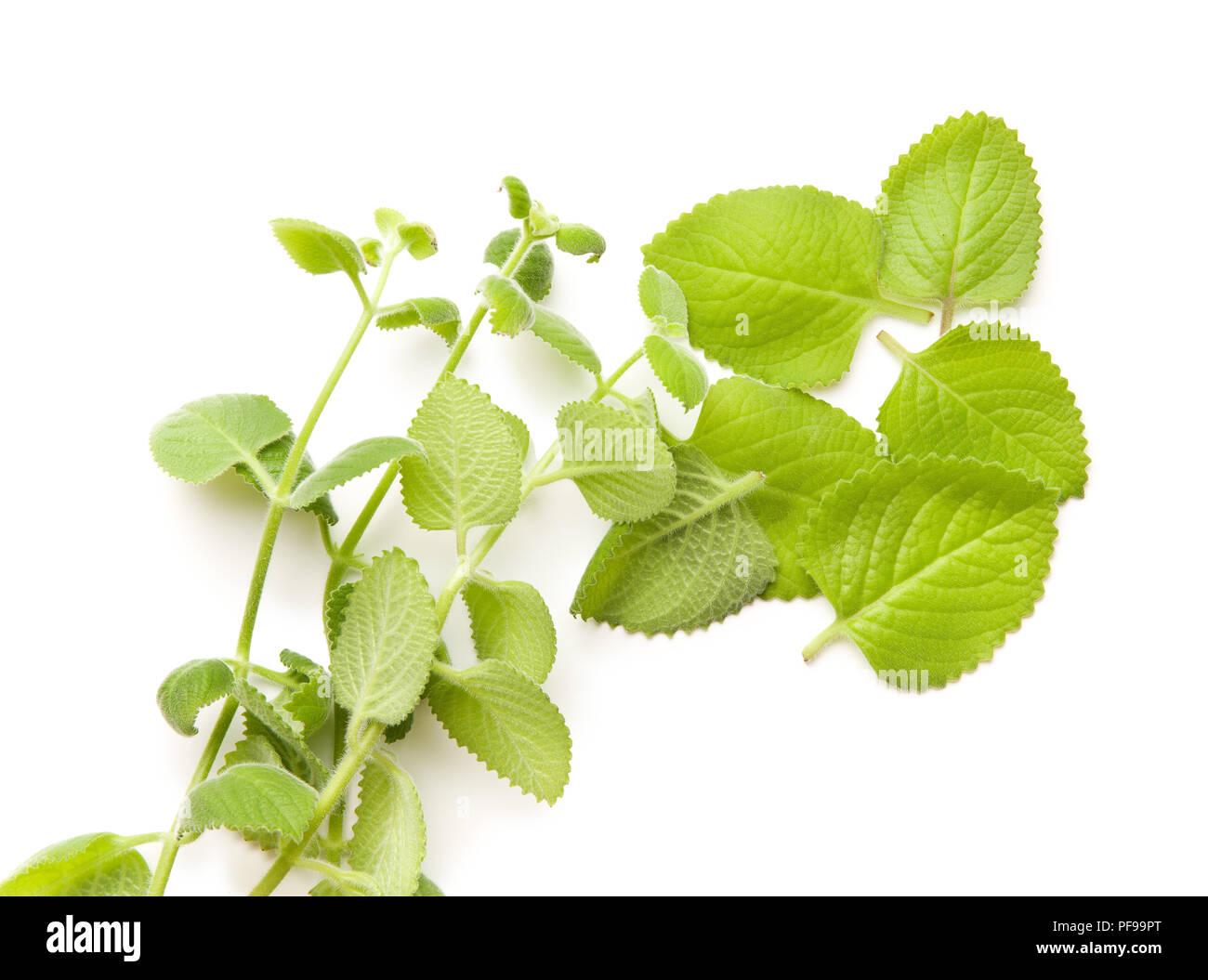 Plectranthus argentatus isolated on white background. Silver spurflower. Stock Photo