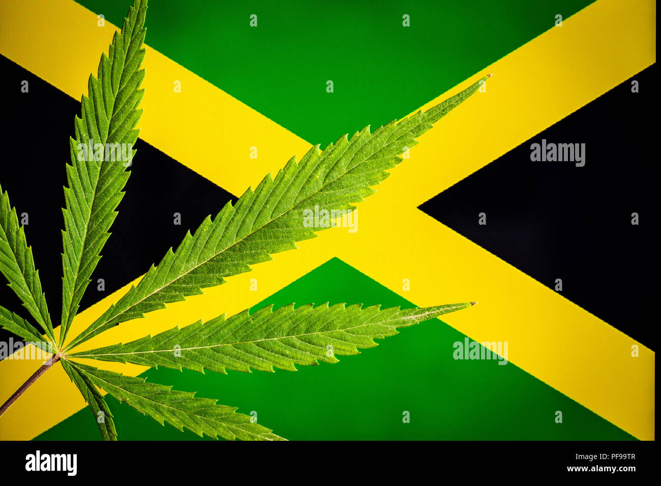 Green cannabis leaves on jamaica flag. Stock Photo