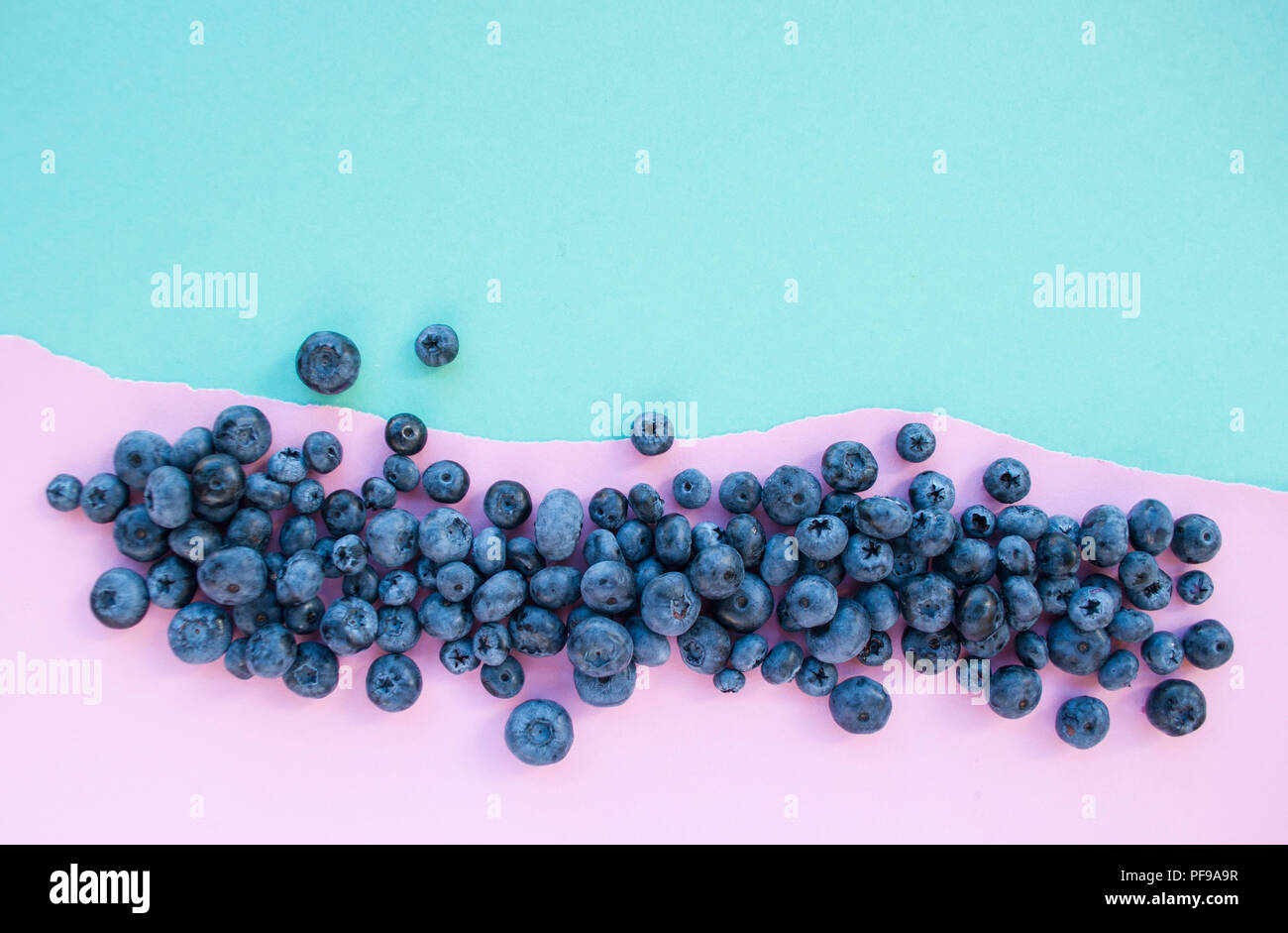 Delicious freshly picked bluberry on blue and piink background with ...