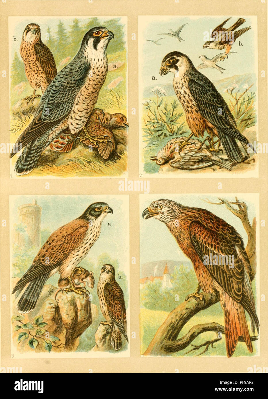 . Deutsches Vogelbuch für Forst- und Landwirte : Jäger, Naturfreunde und Vogelliebhaber. Birds. Saf. 22.. ) IDanbcrfalfe, Falco peregrinus Tunst. 3) Surmfalfc, Tinnunculus tinnunculus (Lj. 2) £crd)enfalfc, Falco subbuteo L. 4) &quot;Uoter iHilan, Milvus milvus (L.).. Please note that these images are extracted from scanned page images that may have been digitally enhanced for readability - coloration and appearance of these illustrations may not perfectly resemble the original work.. Floericke, Kurt Ehrenreich, 1869-1934. Stuttgart : Kosmos, Gesellschaft der Naturfreunde Stock Photo