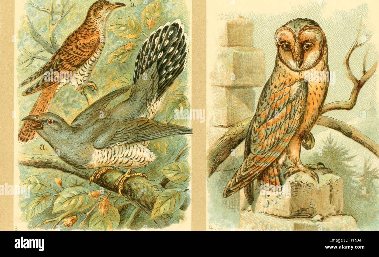 . Deutsches Vogelbuch für Forst- und Landwirte : Jäger, Naturfreunde und Vogelliebhaber. Birds. {) Blauracfc, Coracias garrula L. 3) Kucfucf, Cuculus canorus L. 2) 5Diebcf)opf, Upupa epops L. 4) Sd)hüvenlt, Strix flammea L.. Please note that these images are extracted from scanned page images that may have been digitally enhanced for readability - coloration and appearance of these illustrations may not perfectly resemble the original work.. Floericke, Kurt Ehrenreich, 1869-1934. Stuttgart : Kosmos, Gesellschaft der Naturfreunde Stock Photo