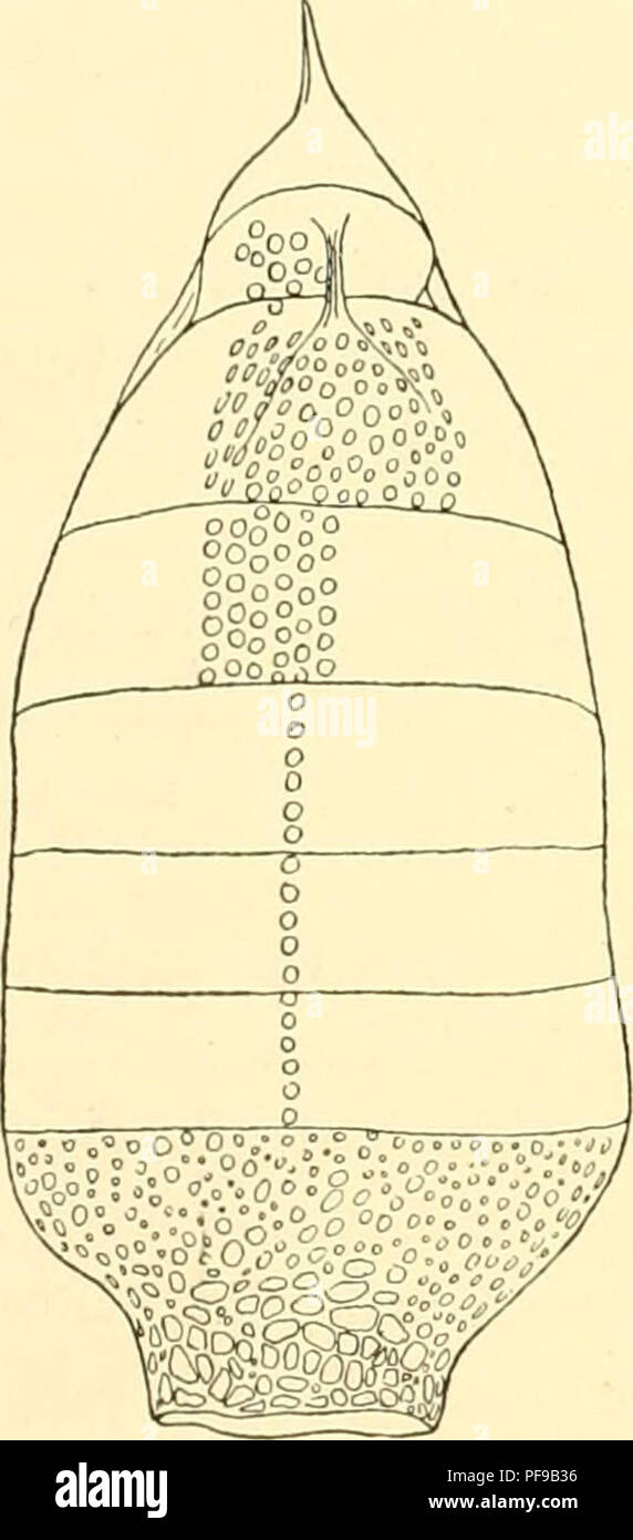 . Deutsche Südpolar-Expedition, 1901-1903, im Auftrage des Reichsamtes des Innern. Gauss (Ship); Scientific expeditions; Antarctica. 404 Deutsche Südpolar-Expedition. Vorkommen: Indischer und Atlantischer Ozean, 15. Mai 1903, 400 m (1); 20. Aiignst 1903, 400 m (2); 18. September 1903, 400 m (2). Die durch ihr äußeres Stachelgerüst und die beiden Kopfhörner charakterisierte Form steht SticJwpilium macroperum H. nahe, doch ist sie außer durch jene Merkmale auch durch den Mangel der dort langen Flügelanhänge des Thorax unterschieden. Das Stachelgerüst ist, wenn es wirklich einen Ring liefert, was Stock Photo