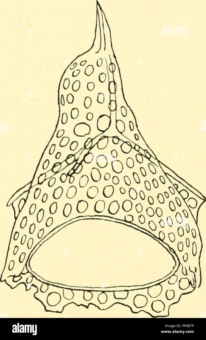 . Deutsche Südpolar-Expedition, 1901-1903, im Auftrage des Reichsamtes des Innern. Gauss (Ship); Scientific expeditions; Antarctica. Textfigiir 94. Lithopilium macro- ceras n. sp. Exemplar mit horizontal ausstrahlenden, äußerlich gegitterten Thoraxstacheln. Thoraxfertig. 15.Mai 1Ü03, 400 m. X 650. Textfigur Ho. Lithopilium macroceras n. sp. Abdomen angelegt. Thorax- stacheln wenig nach unten gerichtet und schwach gegittert. 15. Mai 1!)03, 400 m. X 650. reihen (Textfig. 95) zu sehen waren; es wird ohne Zweifel noch größer, als es hier dargestellt wurde. Die ganze Schale ist glatt, nvxr gelegent Stock Photo