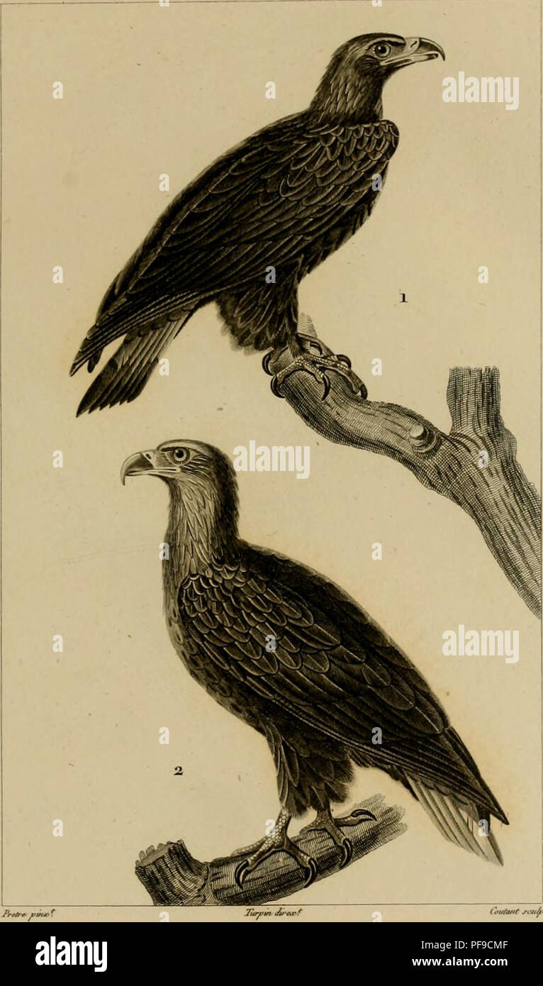 Aigle De Grande Envergure En 6 Lettres Les aigles hi-res stock photography and images - Page 2 - Alamy