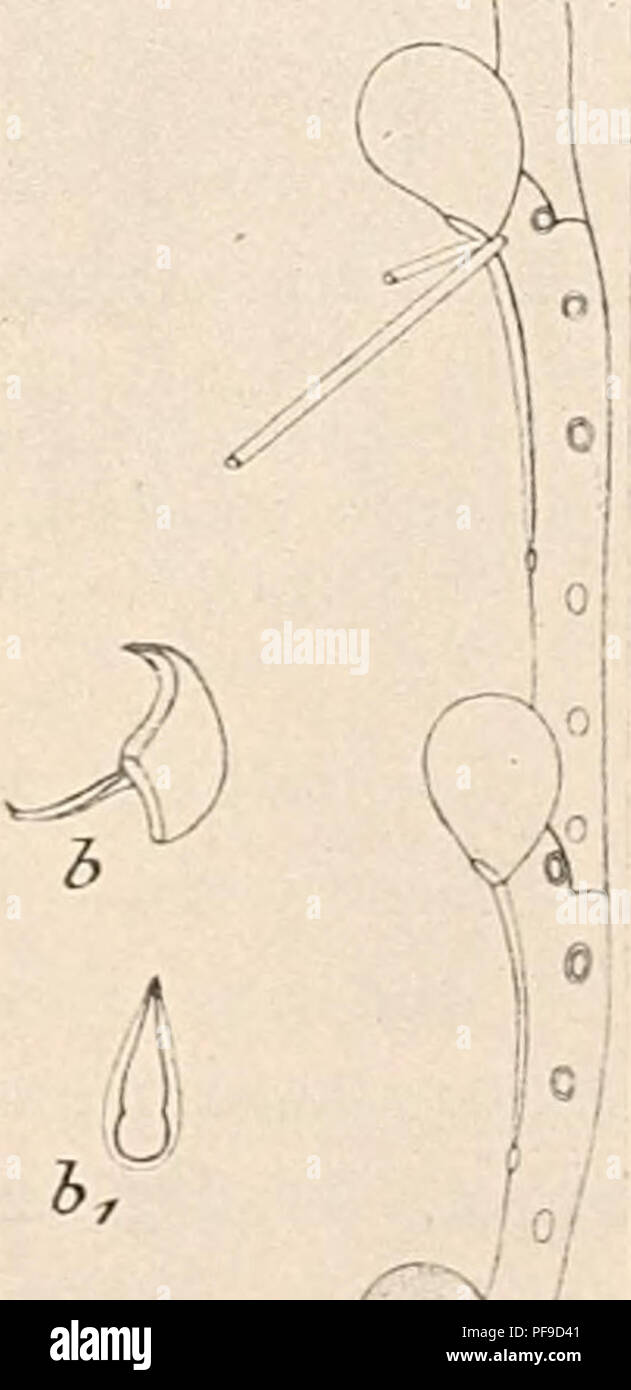 . Deutsche SÃ¼dpolar-Expedition, 1901-1903, im Auftrage des Reichsamtes des Innern. Gauss (Ship); Scientific expeditions; Antarctica. Kluge, Brvozoen I. 629 Das Brvarium besteht aus dichotomisch verzweigten Asten, welche von 2 Reihen alternierender Zooecien gebildet werden. Die Zooecien sind verhÃ¤ltnismÃ¤Ãig klein und mit ihrer oberen HÃ¤lfte mehr zur AuÃenseite geneigt. Die Apertur nimmt anfangs den grÃ¶Ãten Teil der Vorderseite der Zooecien ein, weiter aber wird sie kleiner, bis sie endlich, wie es scheint, in den oberen Partien des Stockes etwa die HÃ¤lfte der Vorderseite des Zooeciums ein Stock Photo