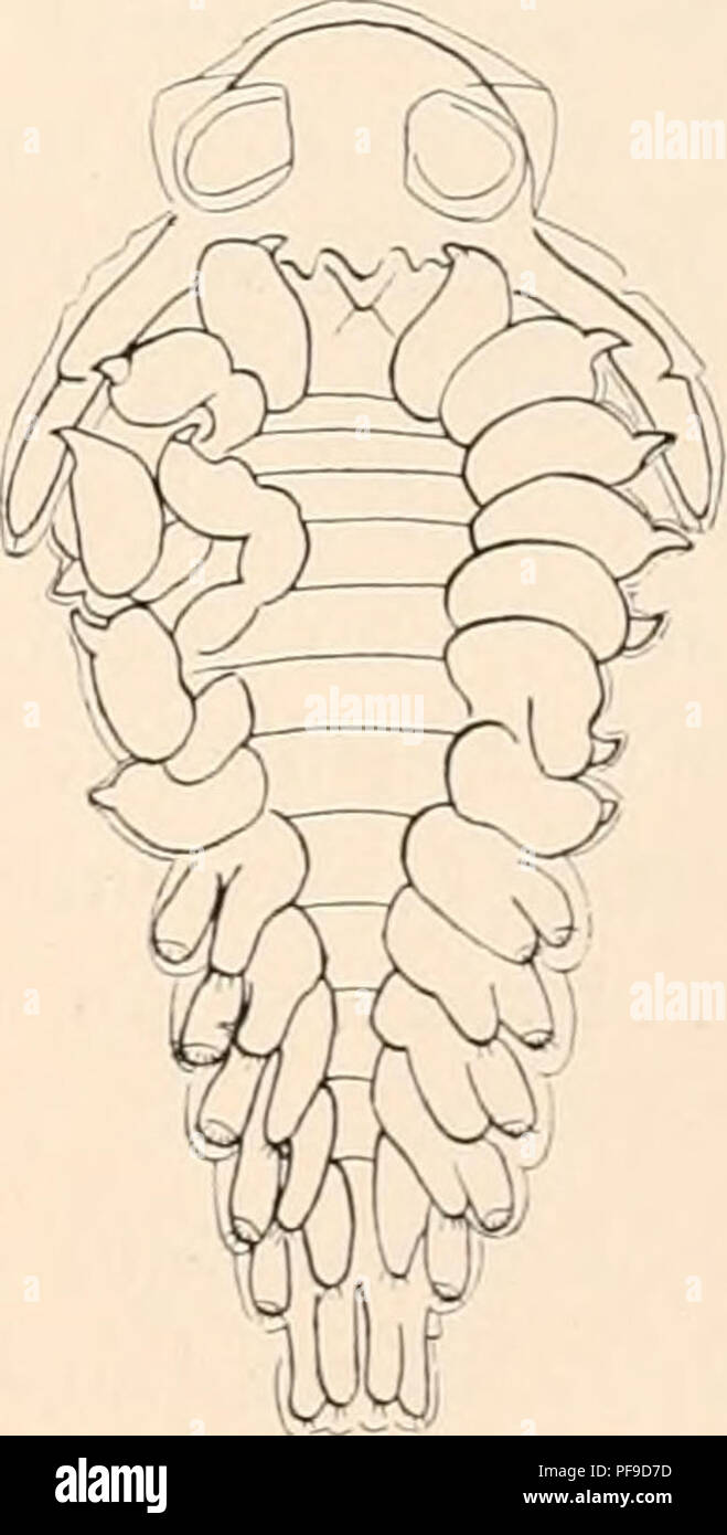 . Deutsche Südpolar-Expedition, 1901-1903, im Auftrage des Reichsamtes des Innern. Gauss (Ship); Scientific expeditions; Antarctica. Abb. 129. Mieronisew omatus n. sp. (X 113). 137. Microniscus ornatus n. sp. (Abb. 129.) Unter diesem Namen erwähne ich einen Microniscus, der sich vor allen bekannten Formen durch vier Reihen kleiner Zähnchen am Rumpf auszeichnet, von denen zwei oben auf dem Rücken verlaufen und zwei die Seiten verzieren (Abb. 129). Ein Exemplar davon, 1 mm lang, wurde am 12. XL 1901 westlich von Kapstadt in einem Verti- kalfang aus 3000 m gefunden. Vier andere fanden sich zusamm Stock Photo