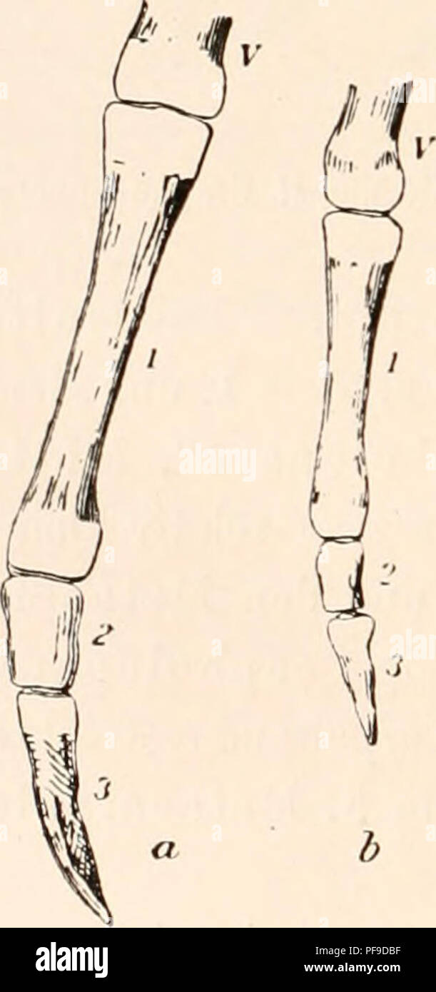 . Deutsche SÃ¼dpolar-Expedition, 1901-1903, im Auftrage des Reichsamtes des Innern. Gauss (Ship); Scientific expeditions; Antarctica. langen Leptonychutes-Embryo bzw. von einem 150 mm langen Lobodon-F^mbvyo mikroskopisch untersucht. In Ãbereinstimmung mit seiner frÃ¼heren Beobachtung an einem 50 mm langen Embryo von Phoca groenlandica (vgl. Leboucq, 1888) fand Leboucq (1904) auch beim 120 mm langen Leptonychotes-'EmbTyo, daÃ an der pu Dorsalseite des von Turner so genannten ... Scapholunare&quot; (= ..Radiointermedium&quot; anderer Autoren) Furchen vorhanden waren, die die betreffende Knochena Stock Photo