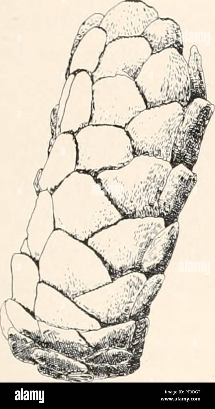 . Deutsche Südpolar-Expedition, 1901-1903, im Auftrage des Reichsamtes des Innern. Gauss (Ship); Scientific expeditions; Antarctica. Y. KCkenthal, Alcyonaria. 317 Sckuppenreihen sichtbar. In den abaxialen Reihen liegen 11—14 Schuppen, während die Zahl der lateralen Schuppen in jeder Reihe geringer ist. Adaxial sieht man folgendes: Unterhalb der adaxial gestellten Mundöffnung liegen jederseits zwei Schlippenreihen, von denen die beiden inneren nur kurz sind und jederseits vier bis fünf kleinere Schuppen haben. Diese stoßen in der Median- linie zusammen (Fig. 22). Es sind also insgesamt acht Lä Stock Photo