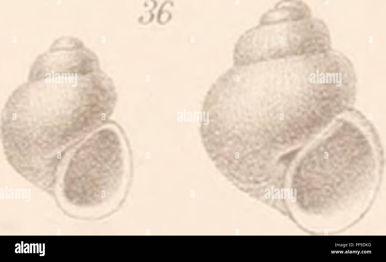 . Deutsche SÃ¼dpolar-Expedition, 1901-1903, im Auftrage des Reichsamtes des Innern. Gauss (Ship); Scientific expeditions; Antarctica. 1-3 Propilidium peh 1-10 Punctarella spirigera, 11 Scissurella amoena, 12 Solariellopsis lamello margarita strebeil, 15, 16 Siibmargarita similis, 11 Siibmargarita impervia, 18 Siibmargarita notal mammillata, 20 Snbmargarita umÃhsa, 21 Margarites diilcis, 22 Margarites sp., 23 Cirsonella extrema â r/rÂ» sp., 26 Snbmargarita studeri, 27, 28 ' 'irsonel/a iis antan antarctica?, Hl Eiilima tumidala, lenta, 36 Rissoa ovata, 37,38 Rissoa gelida, 39 Rissoa i/iÃate/la, Stock Photo