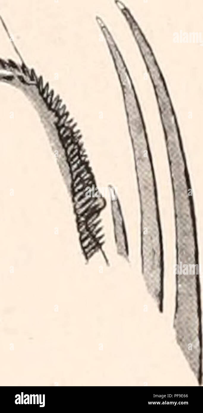 . Deutsche Südpolar-Expedition, 1901-1903, im Auftrage des Reichsamtes des Innern. Gauss (Ship); Scientific expeditions; Antarctica. Fig. 38. S. macrocephala, Vorderkopf von der Ventralseite. Tabelle nach 50 Exemplaren aus dem Atlantischen Ozean. Länge (mm) Schwanz (%) Haken Vorderzähne Hinterzähne 21 32-33 (10)11-12 0... 27—33 20 32U—33y2 11—12 7... 28—38 L9 32-34 (10)11 9—10 25- 33 18 33 11 9- 10 27—30 17 32—34 11—12 9-10 26—29 10 32—33 11—12 9 25—29 lf) 30—33 (10)11-12 8—9 23—28 11 :]&gt;, :;i (10)11 12 (7)8-9 22 33 i:i 32 -35 (10)11 8—9 22—26 12 32—35 10-11 (7)8 21-27 II 32 33 10-12 6 8 1 Stock Photo