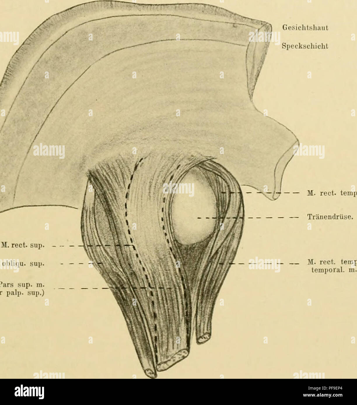 . Deutsche Südpolar-Expedition, 1901-1903, im Auftrage des Reichsamtes des Innern. Gauss (Ship); Scientific expeditions; Antarctica. ^ Bkoman und Ask, Augcnadnexe. 119 lid münden. — Dieselben sind schon ziemlich reich verzweigt und mischen sich nach hinten mit den vorderen Verzweigungen der Harderschen Drüse. In der folgenden Entwicklungsperiode fährt die Harderschc Drüse fort, sich relativ sehr stark zu vergrößern. Sie verlängert sich hierbei zungenförmig nach hinten und etwas lateralwärts, in dem Zwischenraum zwischen dem Musculus rectus inferior und dem Musculus rectus internus dem Bulbus f Stock Photo