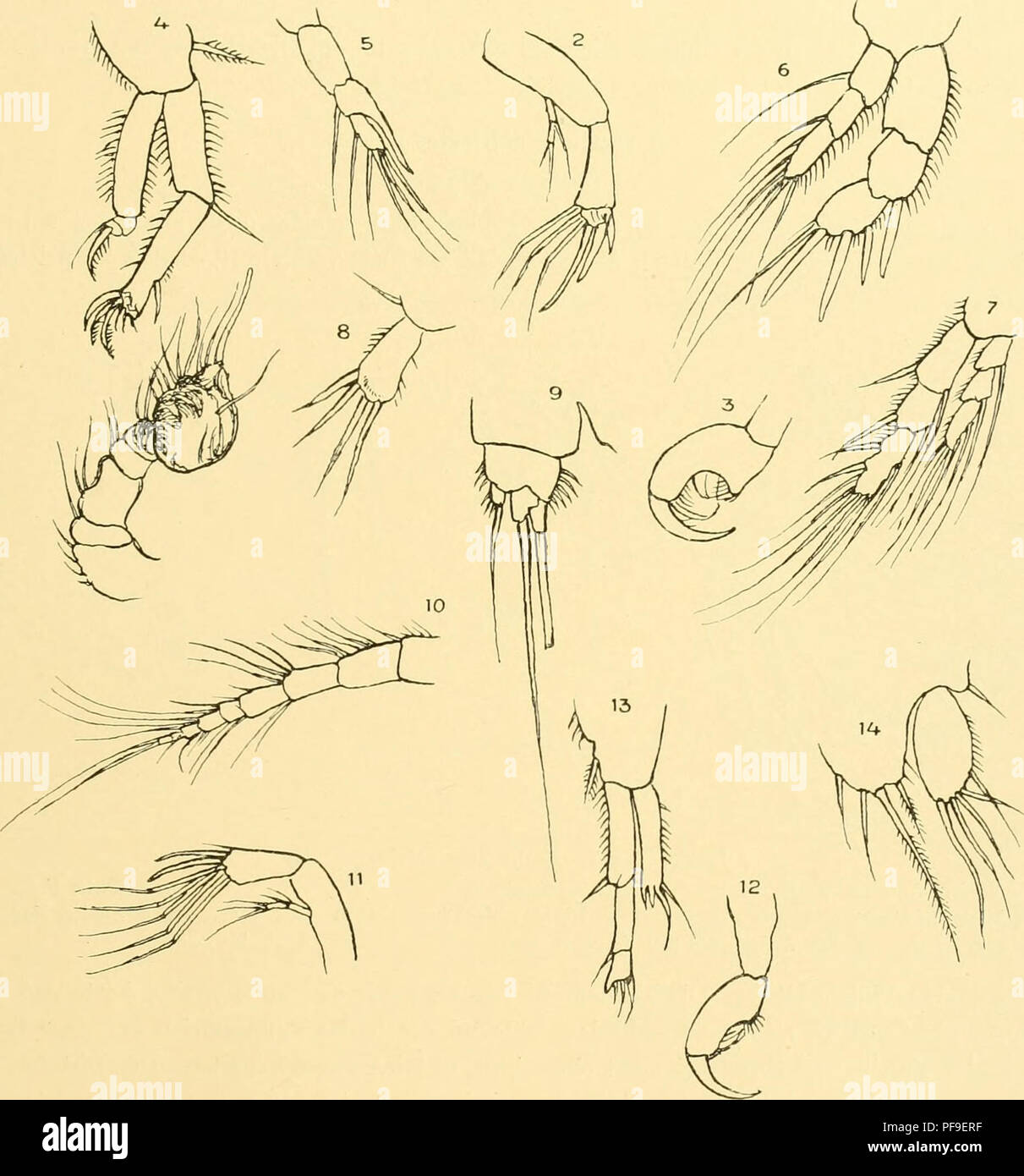 . Deutsche Südpolar-Expedition, 1901-1903, im Auftrage des Reichsamtes des Innern. Gauss (Ship); Scientific expeditions; Antarctica. Brady, Marine Copepoden I. 549 Diese Art scheint zwischen H. chelifer 0. F. Müller und H. uniremis Kröyer in der Mitte zu stehen, läÃt sich aber mit keiner von beiden vereinigen. Die wichtigsten unterscheidenden Cha-. Textfig. XXXVIII. Harpacticus robustus n. sp. Fig. 1-9 - 140 6. Dritter Fuà >â 140 7. Vierter Fuà x 140 Fig. 8. Fünfter Fuà x400 ») 9. Furea Fig. 10â14 ?. X 240. Fig 10. Vordere Antenne x240 )» n. Hintere Antenne â : 140 ,, 12. Hinterer Ma Stock Photo