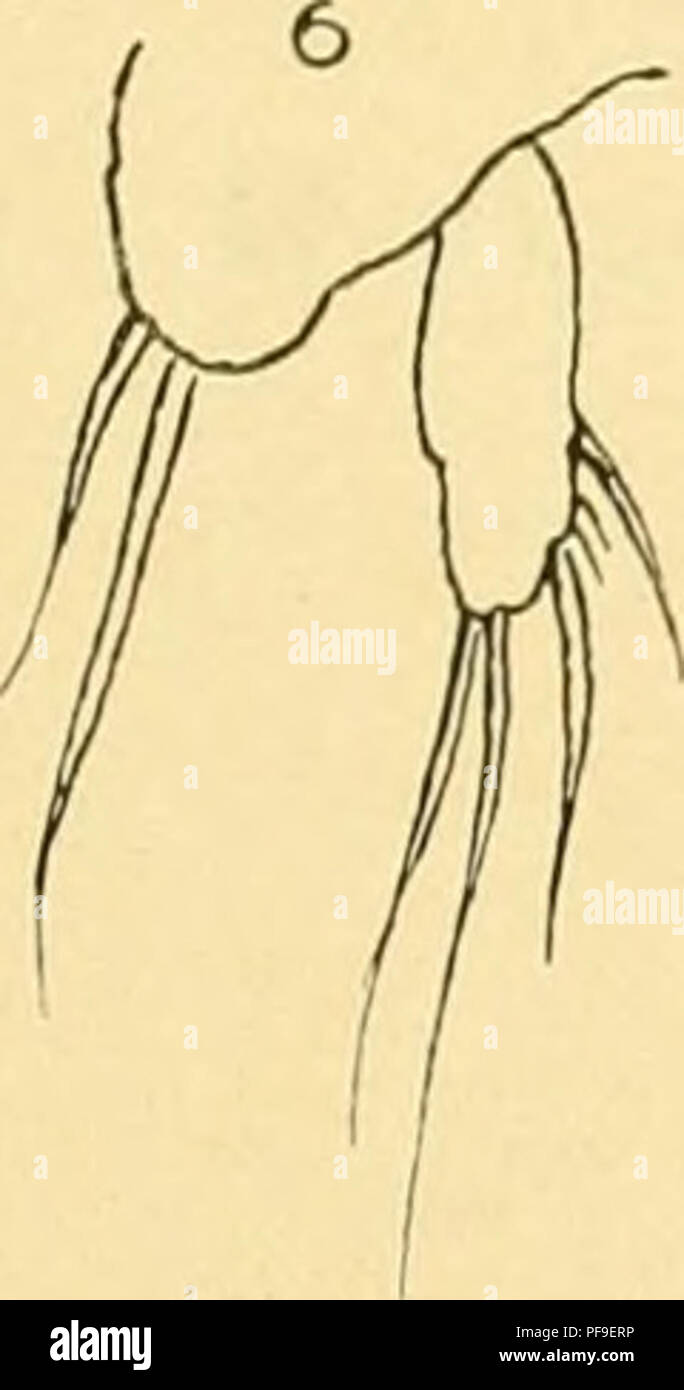 . Deutsche Südpolar-Expedition, 1901-1903, im Auftrage des Reichsamtes des Innern. Gauss (Ship); Scientific expeditions; Antarctica. BuADY, Marine Copepoden I. 547 graph of the British Copepoda&quot; publizierten Angaben iiberein. Der einzige bemerkenswerte Cha- rakter, den ich bei den subantarktischen Exemplaren etwas abweichend fand, besteht in einer deutlichen Anschwellung an der Basis der stärksten Schwanzborste, wie es in der Figur dargestellt ist. Eine etwas ähnliche Anschwellung findet sich bei der Abbildung von A. attenuatus, die Sars gibt. Fundort : Observatory Bai, Kerguelen, 13. II. Stock Photo