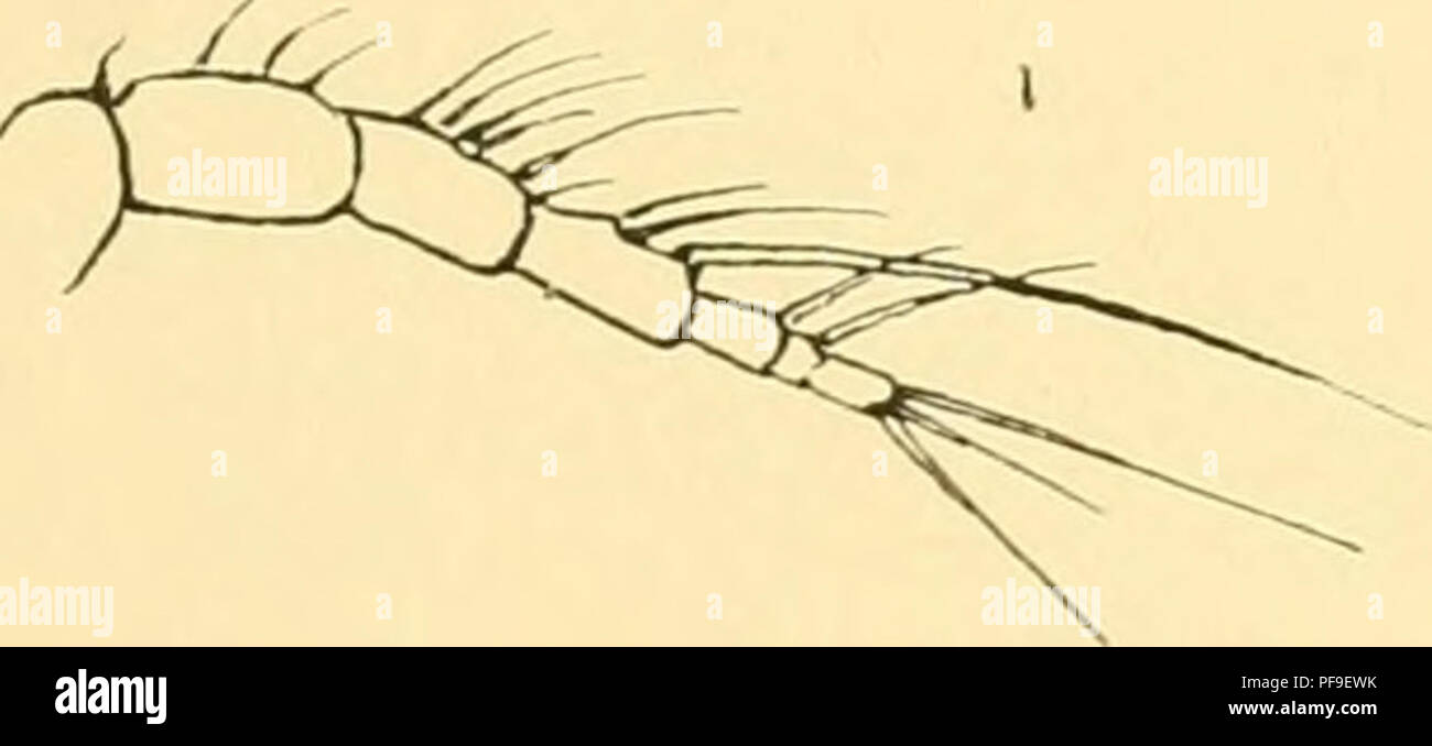 . Deutsche Südpolar-Expedition, 1901-1903, im Auftrage des Reichsamtes des Innern. Gauss (Ship); Scientific expeditions; Antarctica. BuADY, Marine Copepoden 1. 537 Dactylopusia antarctica Giesbrecht. (Taf. LH, Fig. 2, Textfig. XXVIII.) $ Körper schlank, länglich, ohne deutliche Trennung zwischen Thorax und Abdomen, Breite etwa gleich einem Fünftel der Länge; Abdomen etwas verengert, Kopf- und Thoraxregion nahezu gleich breit; Schwanzsegmente klein, von ungefähr gleicher Länge und Breite. Vordere Antennen schlank, siebengliederig, ziemlich dürftig beborstet, ungefähr so lang als das erste Segme Stock Photo