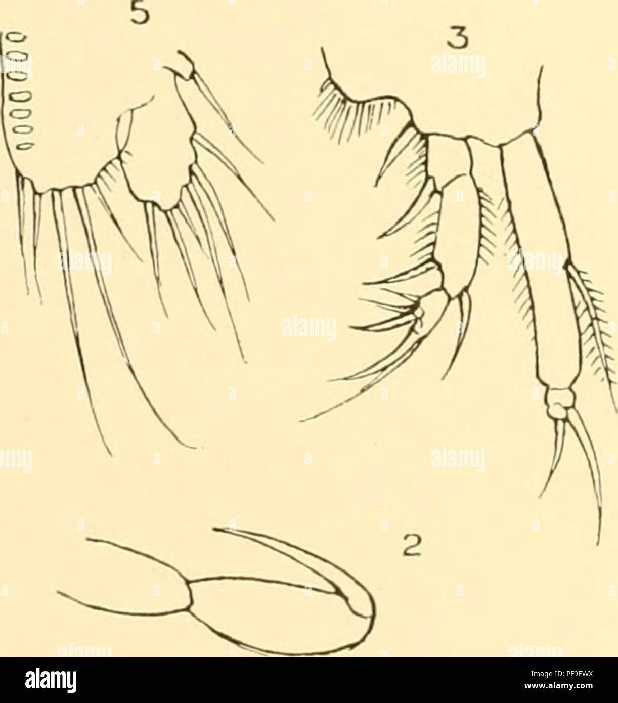. Deutsche Südpolar-Expedition, 1901-1903, im Auftrage des Reichsamtes des Innern. Gauss (Ship); Scientific expeditions; Antarctica. 536 Deutsche Südpolar-Expedition. der ebenso lang wie der Antennenstiel ist, und folgenden Verhältnissen der Glieder: 1. 2. 3. 4. 6. 6. 5. 10. 5. 6. 7. Das dritte, vierte, fünfte und achte Glied tragen einige wenige Borsten von mäßiger Länge, 3. 3. 4. 6. die übrigen Glieder sind fast nackt. Die Mundorgane haben normalen Bau; die Hand des hinteren Maxillipeden ist etwas länghch und trägt am Innenrand zwei Borsten, Dactylus sehr dünn; Innen- ast des ersten Fußpaare Stock Photo
