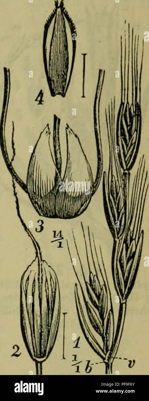 obere stock photos obere stock images page 3 alamy deutsche flora pharmaceutisch medicinische botanik ein grundriss der systematischen botanik zum selbststudium