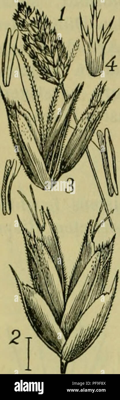 . Deutsche Flora. Pharmaceutisch-medicinische Botanik. Ein Grundriss der systematischen Botanik zum Selbststudium für Aerzte, Apotheker und Botaniker. Plants; Medicinal plants. 380 Monocotyleclones. Glumaceae.. Gruppe 10. Sesleriaceaie. S. 364. Meistens Gräser der südlichen Hemisphäre und der Tropen, bei uns nur durcli eine Gattung vertreten, mit trauben-, ähren- oder kopff, zusammengez. Rispe, Blüthensehiveif, mehrbhimigen oberwärts verkümmerten Aehrchen mit häutigen, die Bhimen meistens nicht überragenden Deckbit. ; Spelzen, deren Nerven sich in Grannen oder Dornen über den Rand hinaus verlä Stock Photo