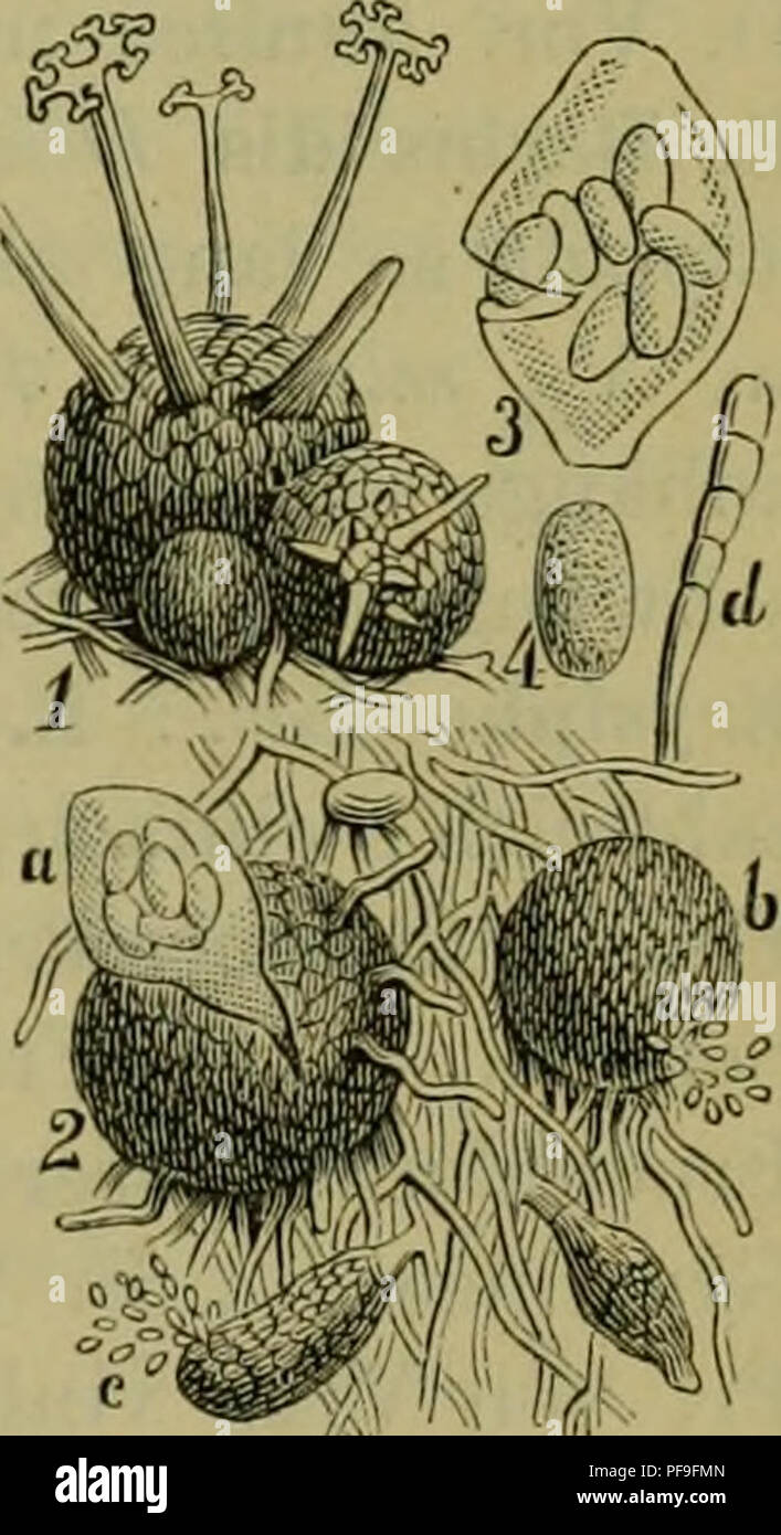 This German botanical text serves as a systematic guide to medicinal plants, focusing on the classification of fungi like Pyrenomycetes and Tubereae. It provides details on plant morphology, medicinal uses, and medicinal plant identification. Stock Photo