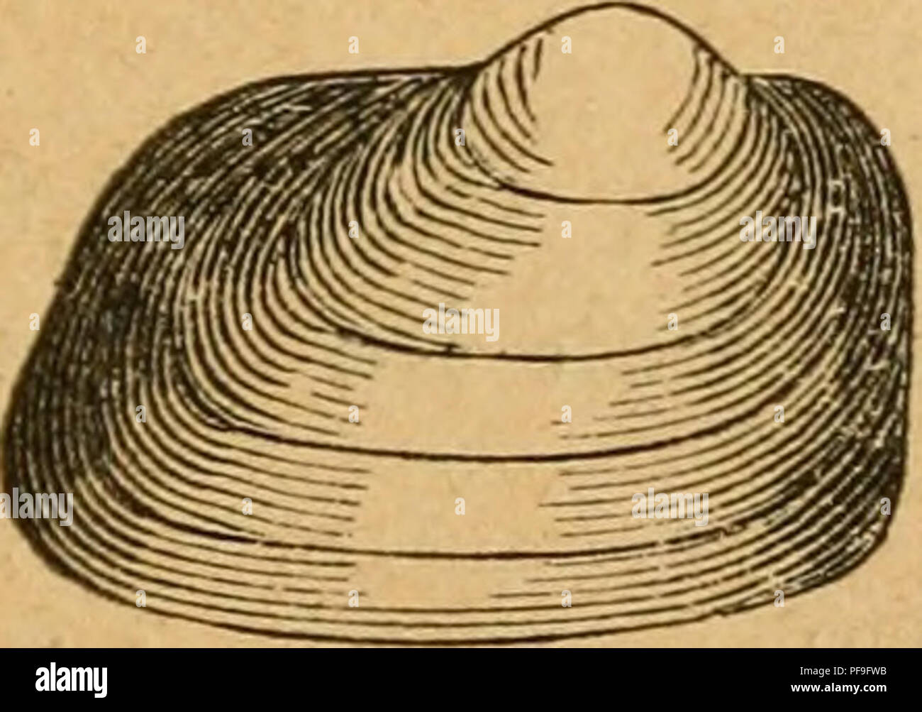 . Deutsche excursions-mollusken-fauna. Mollusks. 613 Wohnort. In stehendem Wasser. Verbreitung. Bis jetzt nur in einem durch den Bahndamm abgeschnittenen Theile des Alpseees bei Immen- stadt gefunden. Bemerkung. Die durch die schiefe verlängerte Eiform ausgezeichnete Art schliesst sich der Umrissform nach sehr nahe an Pis. pallidum an; sie ist von dieser durch ihr Wirbelhäubchen leicht zu unterscheiden. X16. Pisidium milium, Held. Pisidium milium, Held, Isis. 1836 p. 280. — Gassiesianum, Gassies Moll, de 1' Agenais. p. 207. t. 2 fig. 2. — — Baudon. Essai, monogr. p. 26 t. 1 fig. F. — arcaeform Stock Photo