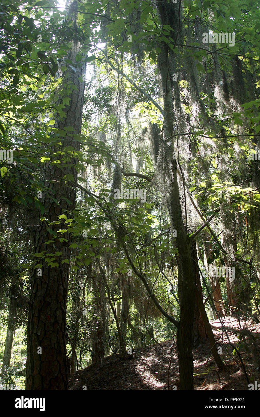 Spanish moss hanging from Cypress trees in swamp in Virginia, USA Stock