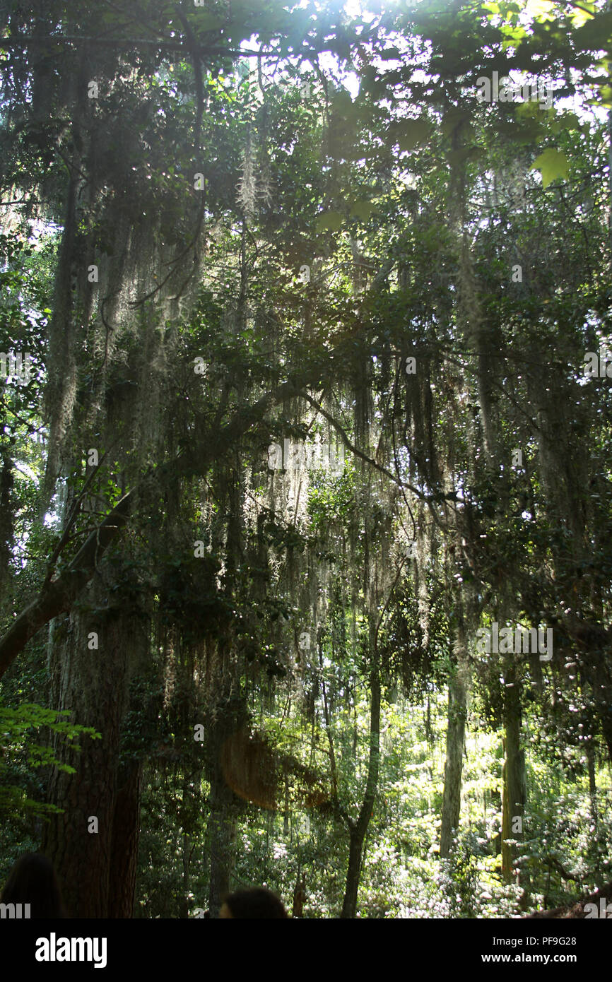 spanish moss tree tattoo