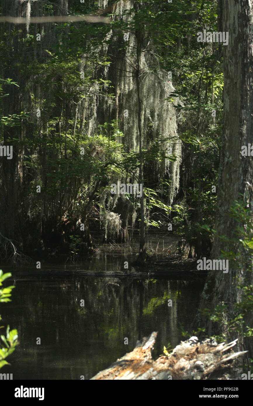Spanish Moss Hanging From Trees Stock Photos & Spanish Moss Hanging