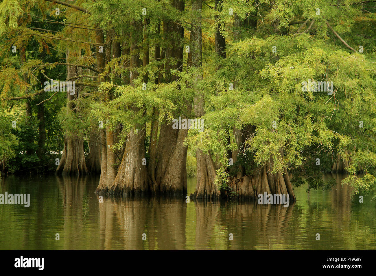 Cypress trees growing in inundated soil. Virginia Beach, USA Stock