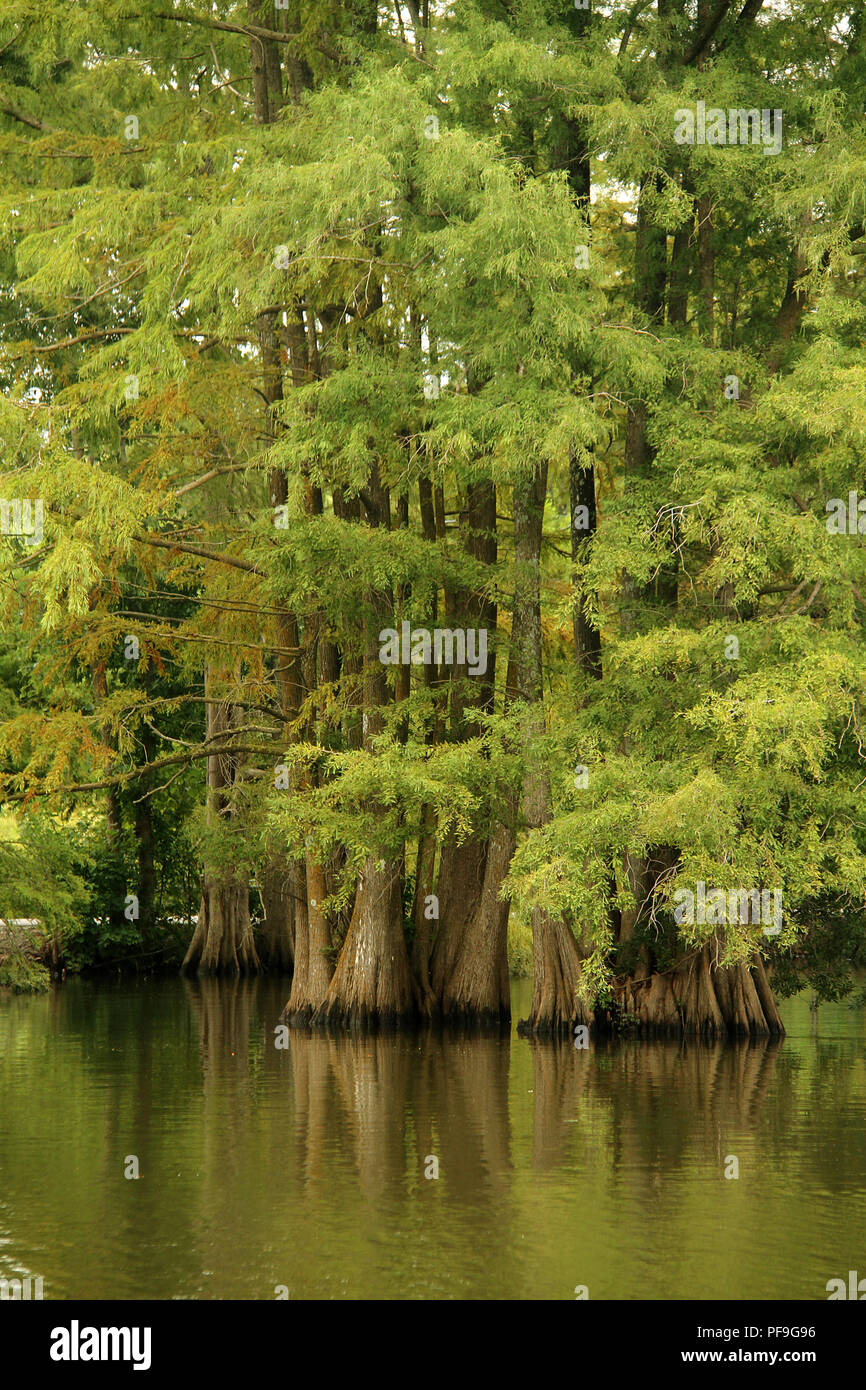 Bald cypress tree deciduous conifer hires stock photography and images