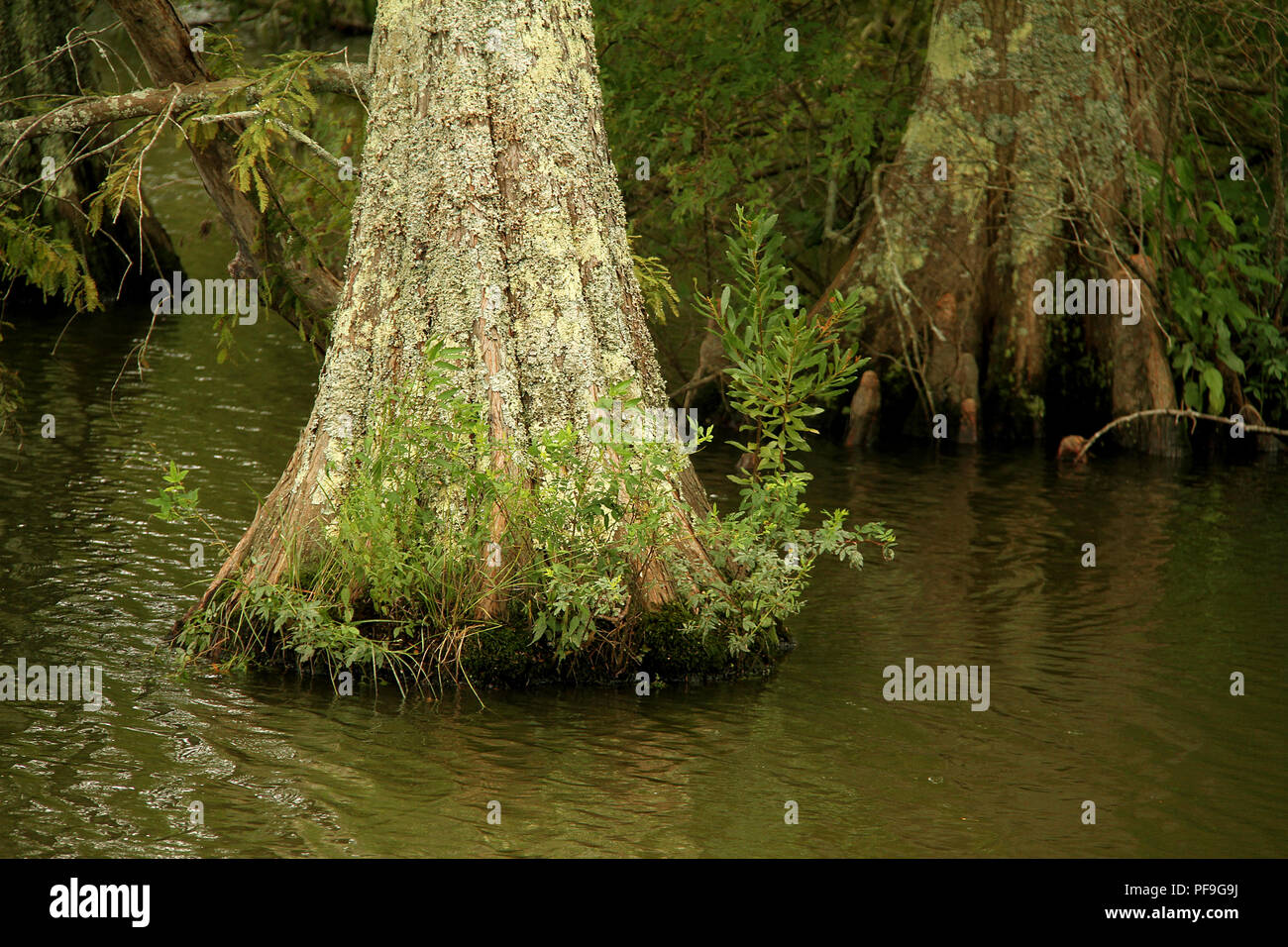 Tidewater red cypress hires stock photography and images Alamy
