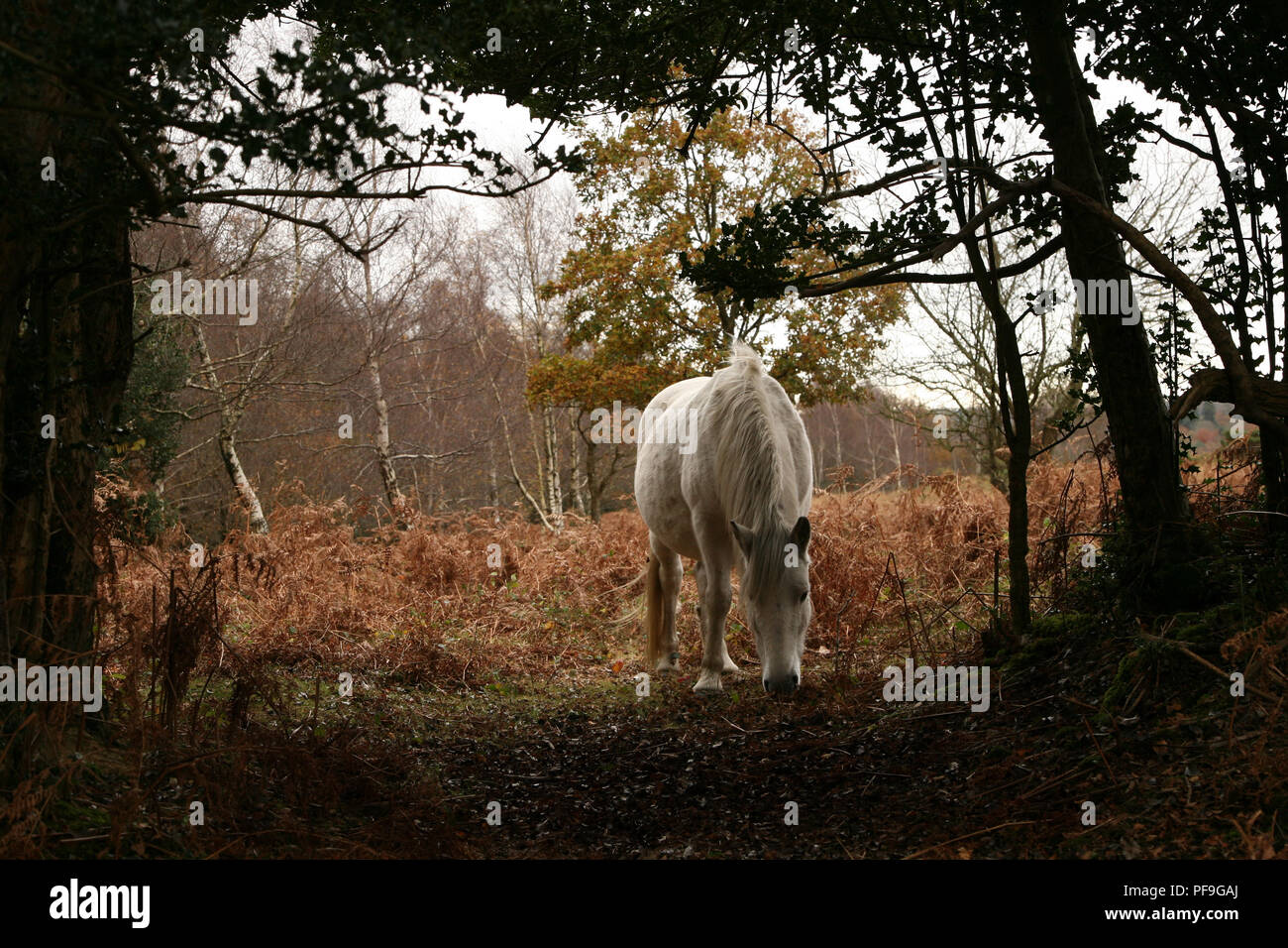 Wild white or grey New Forest Pony in Hampshire UK Stock Photo
