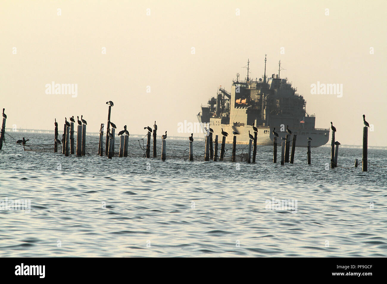 Pelicans on top of poles in the Chesapeake Bay, Virginia Beach, USA. Large military ship in the background. Stock Photo