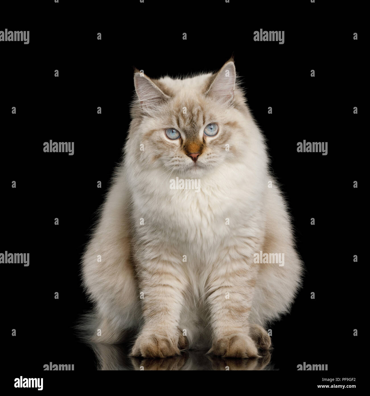 Cute Neva Masquerade Cat with Blue Eyes Sitting on Isolated Black Background Stock Photo