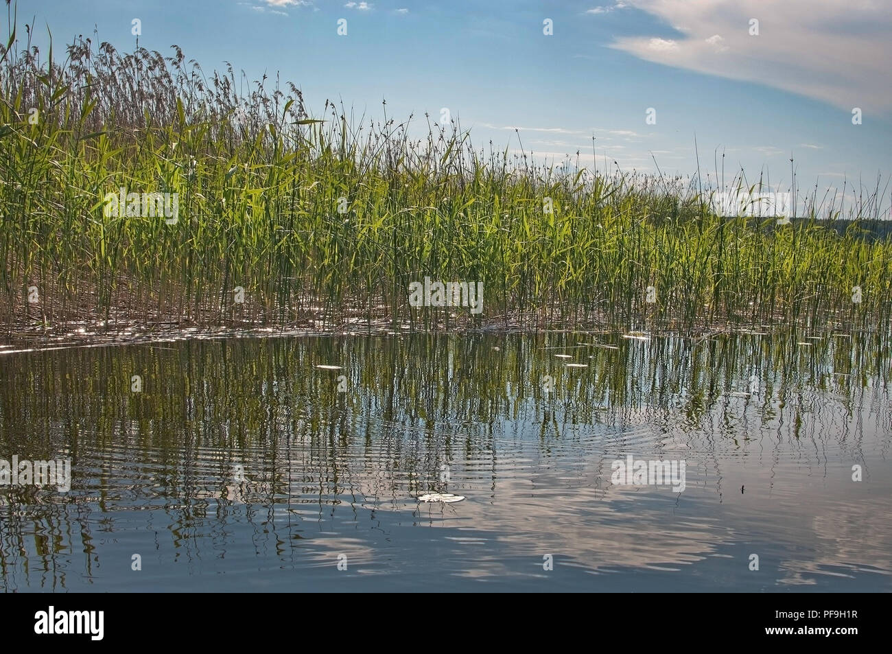 Green reeds and sky in a tranquil lake in Varmland Sweden Stock Photo