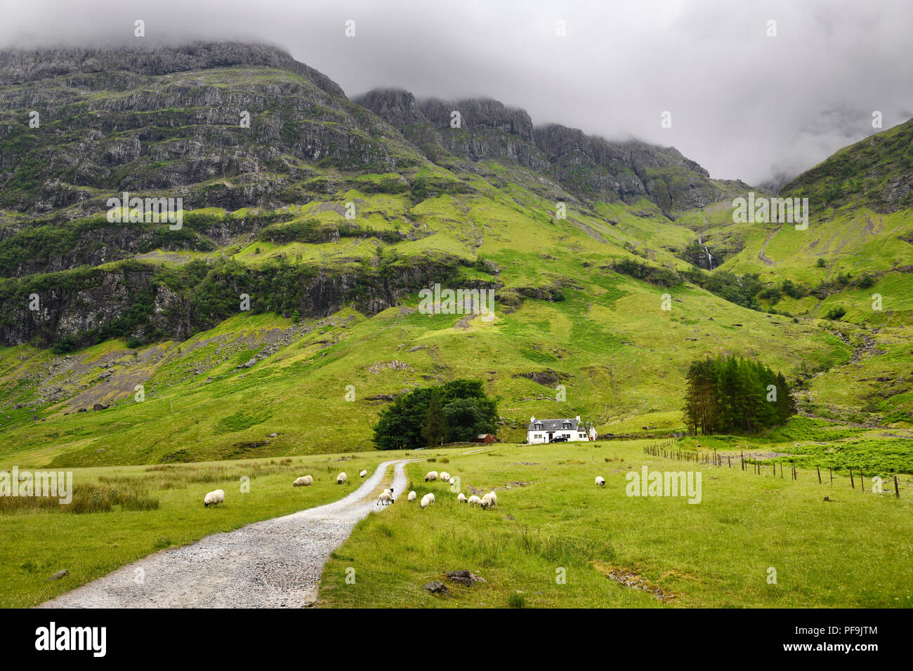 Black faced sheep grazing at Achnambeithach cottage under Aonach Dubh last of the Three Sisters at Bidean nam Bian Glen Coe Scotland UK Stock Photo