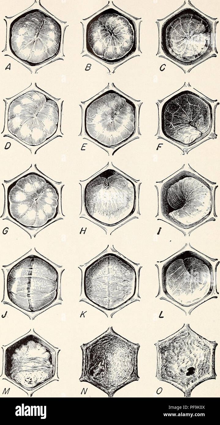 Diagnosing Bee Diseases In The Apiary Bees Diseases Diagnosis 12 Circular 3 92 U S Department Of Agriculture Figure 5 Symptoms Of European Foulbrood A C Larvae At The Earliest Age At Which