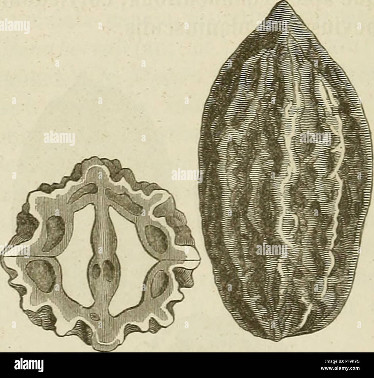 . Diagnoses breves plantarum novarum Japoniae et Mandshuriae. Plants; Plants. — 632 Hab. in silvis raontanis Mcmdsliuriae rossicae orien- talis, inter jugiim bureicum et mare japonicum, a 50° lat. bor. ad fines Koreae, frequens secus Amur infe- riorem, Usuri medium et superiorem et ejus fluvios af- fluentes, nec non in regione meridiouali, fine Maji flo- rens, Septembri fructu maturo. i.ffinis J. cinereae L. • 3. J. stenocarini^ Maxim. 1. c. 78. — 5!oliis..., flo- ribus...; nuce lucida cylindrico-vel oblongo-ovali basi subattenuata apice acuminata, 8-costata costis laevius- culis, intervallis Stock Photo