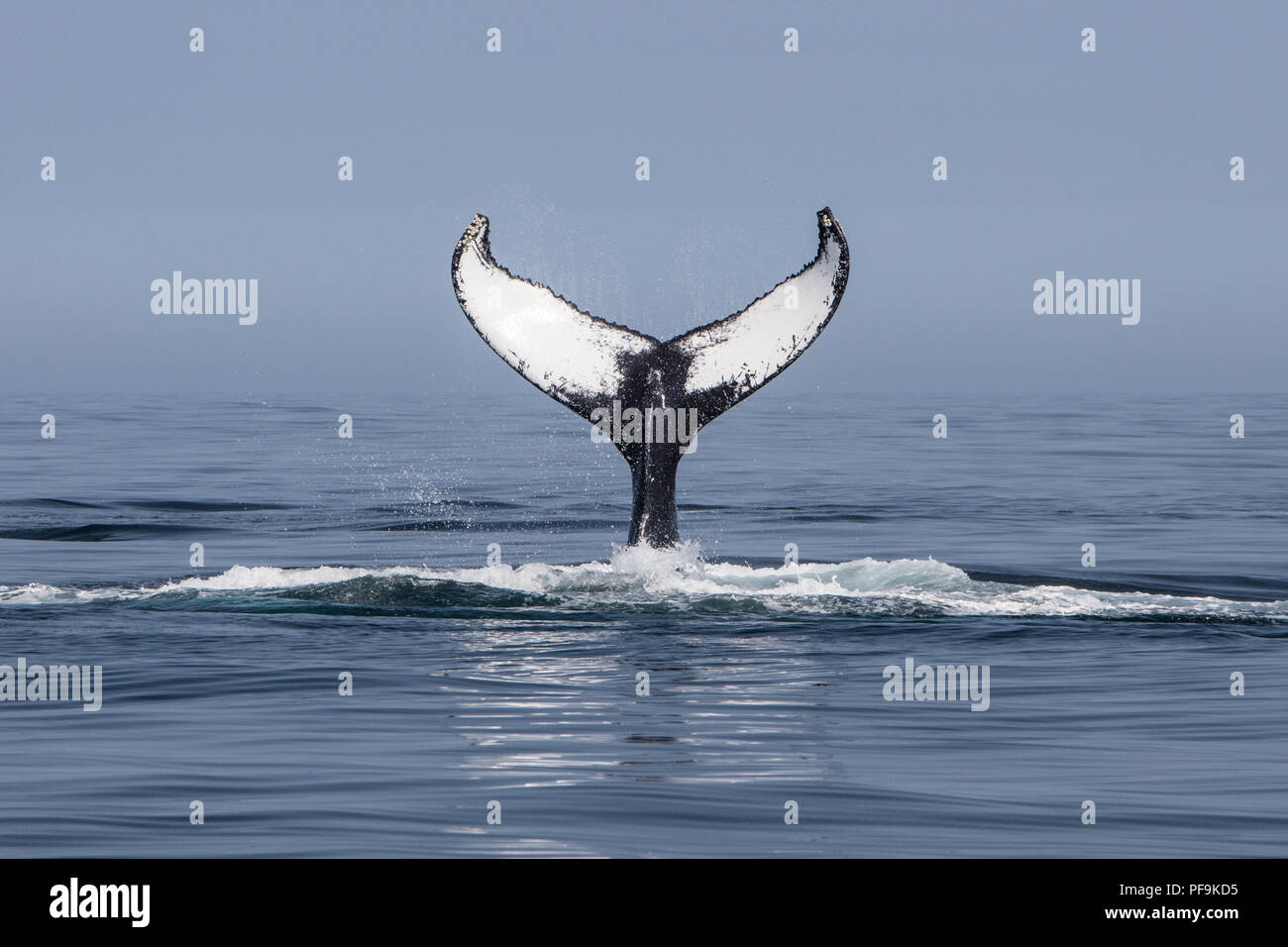 A Humpback whale, Megaptera novaeangliae, raises its iconic tail above ...