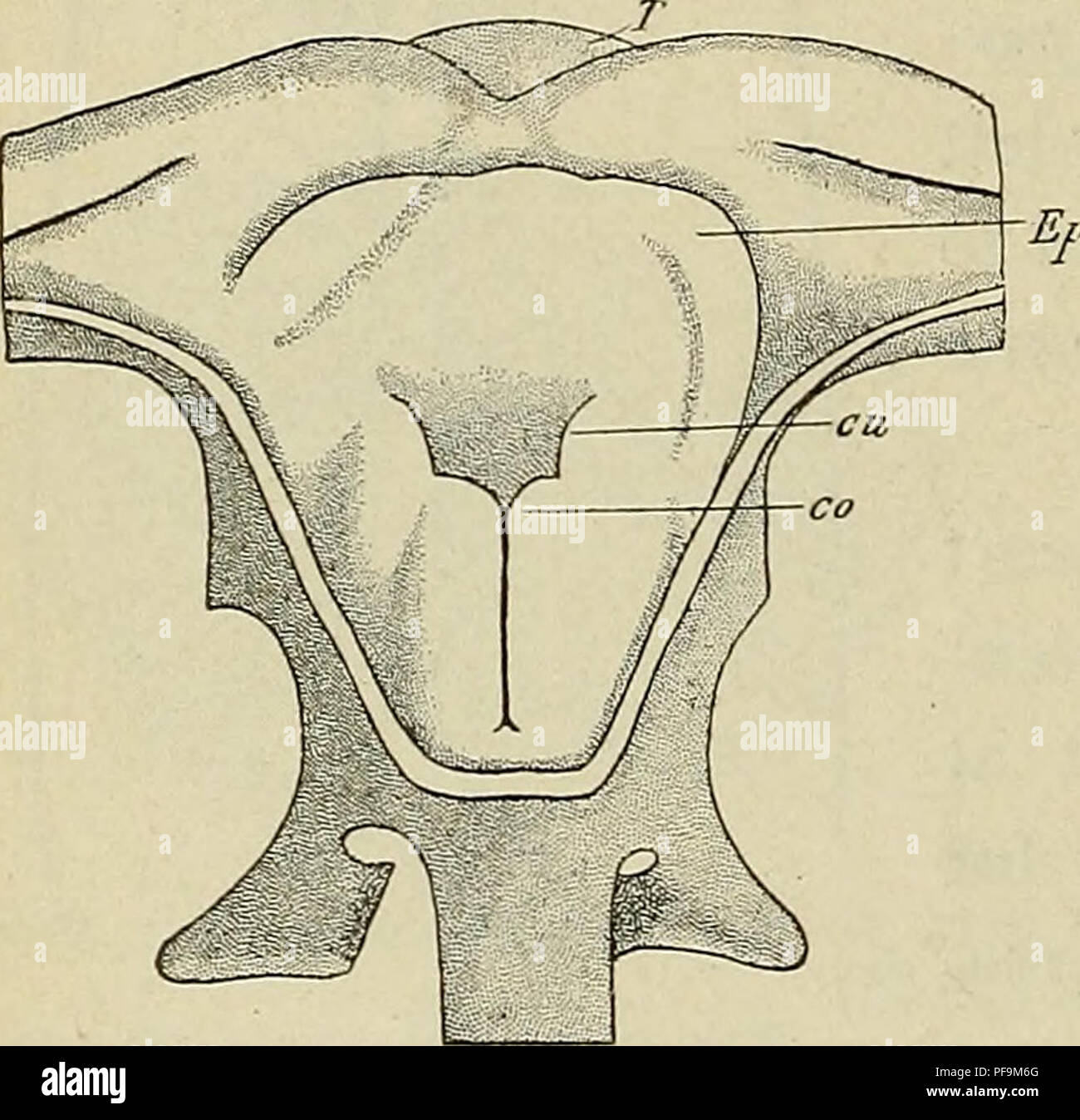 . The development of the human body : a manual of human embryology. Embryology; Embryo, Non-Mammalian. 334 THE LARYNX In later stages the various bronchi of each lobe give rise to additional branches and these again to others, and the mesenchyme of each lobe grows in between the various branches. At first the amount of mesenchyme separating the branches is comparatively great, but as the branches continue, the growth of the mesenchyme fails to keep pace with it, so that in later stages the terminal enlarge- ments are separated from one another by only very thin partitions of mesenchyme, in whi Stock Photo