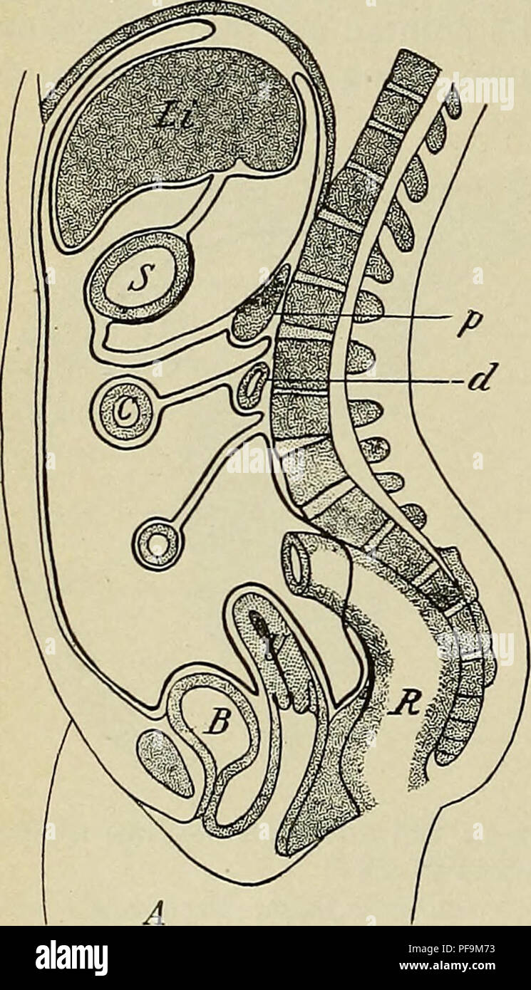 . The development of the human body : a manual of human embryology. Embryology; Embryo, Non-Mammalian. 328 THE PERITONEUM first the attachment of the omentum is vertical, since it represents the mesogastrium, but later, by fusion with the parietal peritoneum, it assumes a transverse direction, while at the same time the pancreas, which originally lay between the two folds of the mesogastrium, is carried dorsally and comes to have a retroperitoneal position in the line of attachment of the omentum. By this change the lower layer of the omentum is brought in contact with the upper layer of the.  Stock Photo