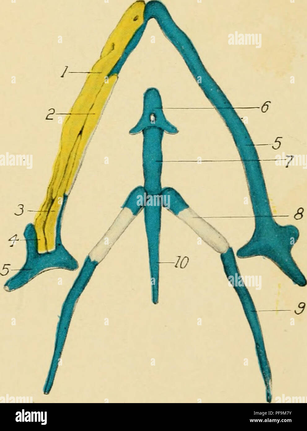 This illustration shows the early stages of chick embryology ...